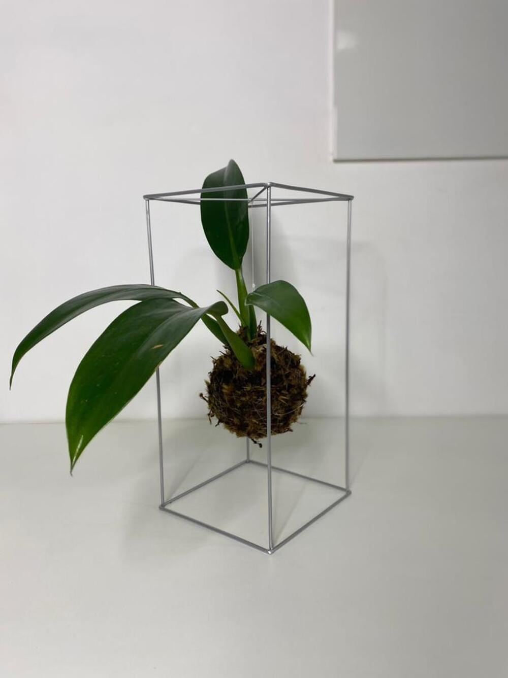 imagem Kokedama tamanho (M)