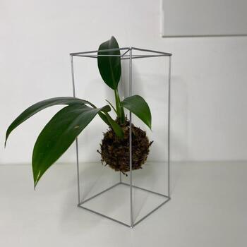 imagem Kokedama tamanho (M)