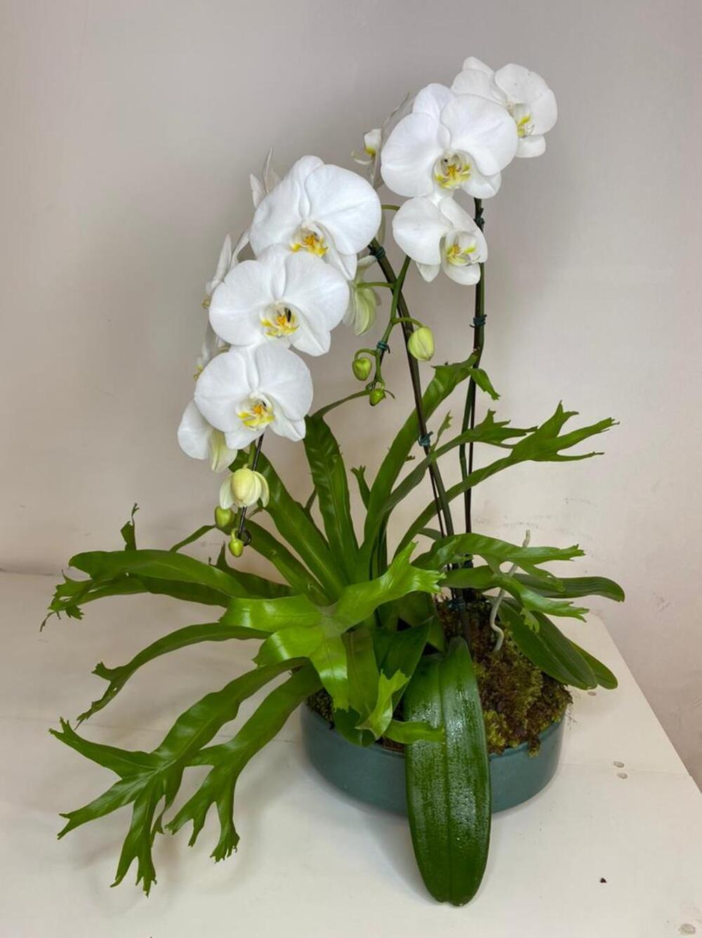 imagem Orquídea phalaenopsis branca com cerâmica verde